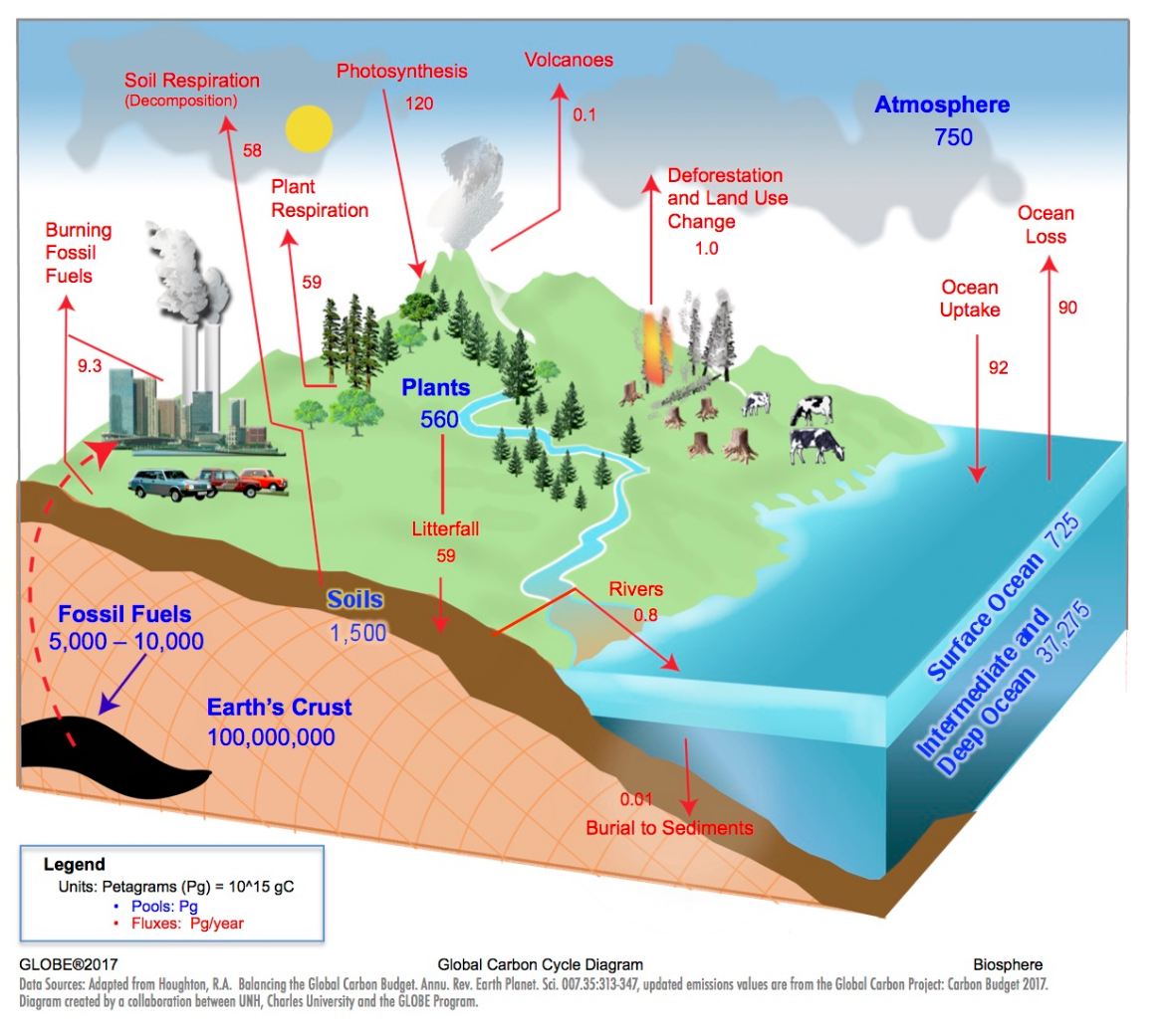 Model 2 the carbon cycle answer key