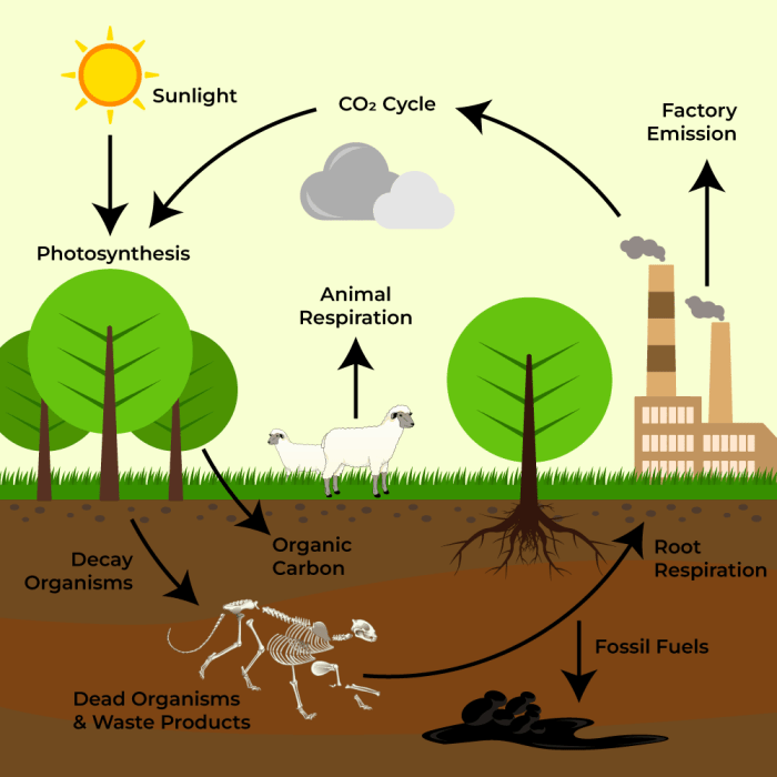 Carbon cycle drawing earth diagram global co2 living climate change which when things warming methane drawings