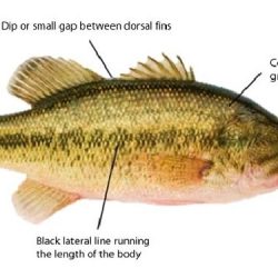 Anatomy of a largemouth bass