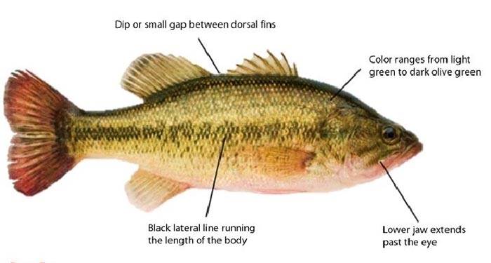 Anatomy of a largemouth bass