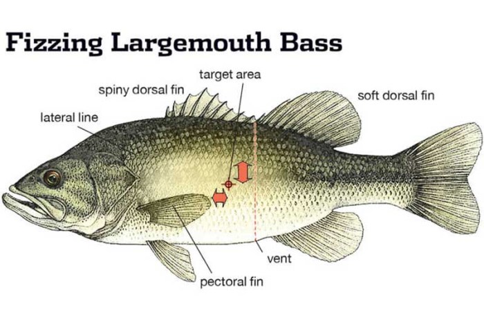 Anatomy of a largemouth bass