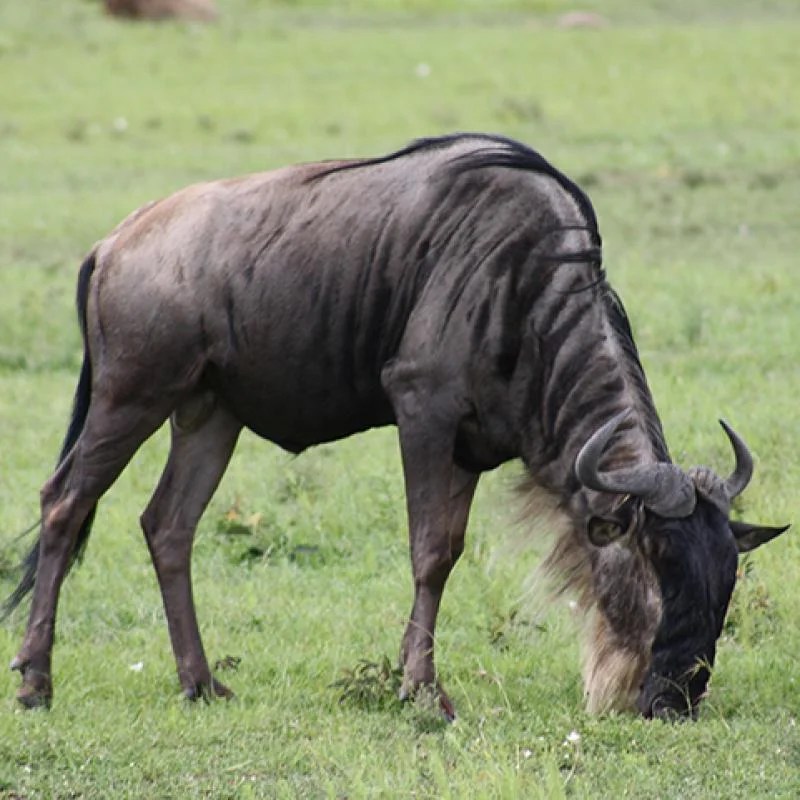 Nutrient cycling in the serengeti