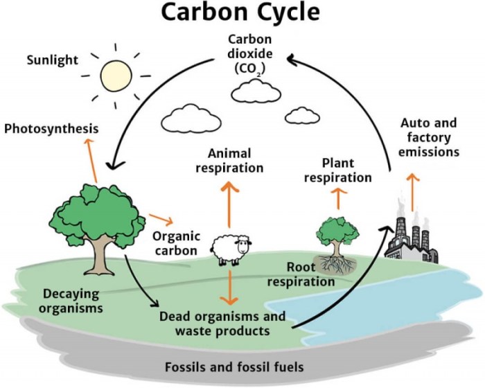 Cycle aqa docx