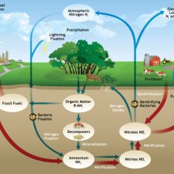 Nutrient cycling in the serengeti