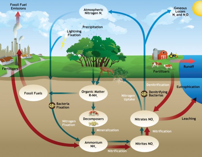 Nutrient cycling in the serengeti