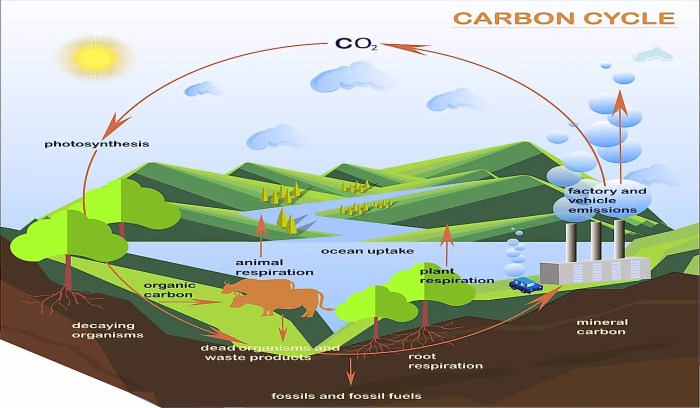 Carbon cycle lab sources two identify part sinks dioxide natural through found emissions human four gas process source below oil