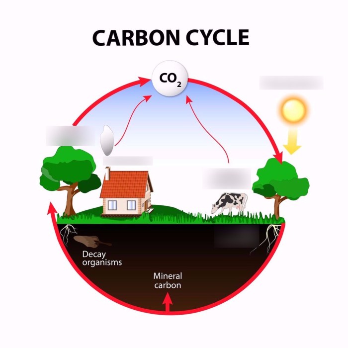 Model 2 the carbon cycle answer key