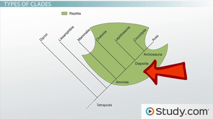 An introduction to cladograms and trees answer key