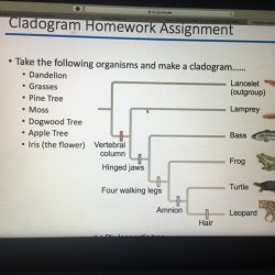 An introduction to cladograms and trees answer key