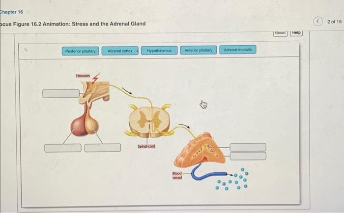 Focus figure 16.2 animation: stress and the adrenal gland