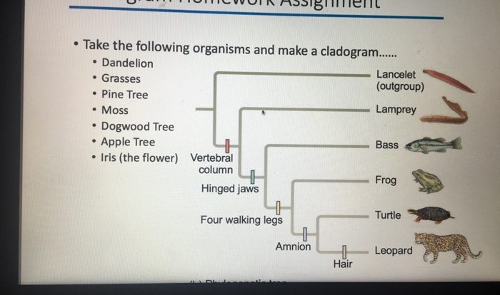 An introduction to cladograms and trees answer key