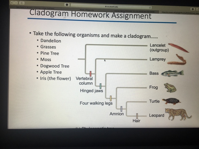 An introduction to cladograms and trees answer key