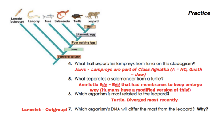 An introduction to cladograms and trees answer key