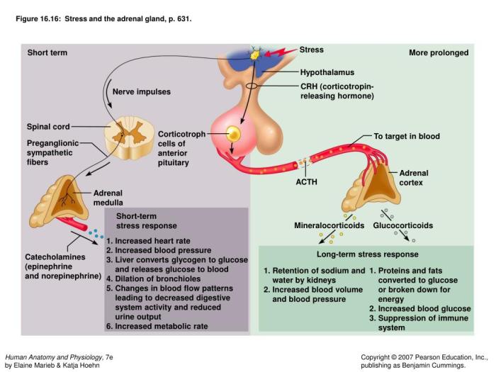 Focus figure 16.2 animation: stress and the adrenal gland